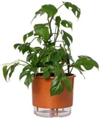 Vaso Autoirrigável Grande N04 Raiz Terrazzo Terracota